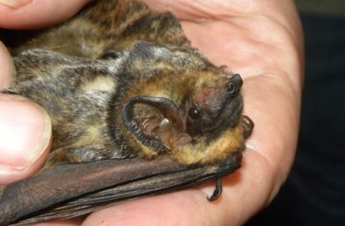 Hawaiian hoary bat