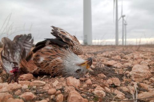 golden eagle death