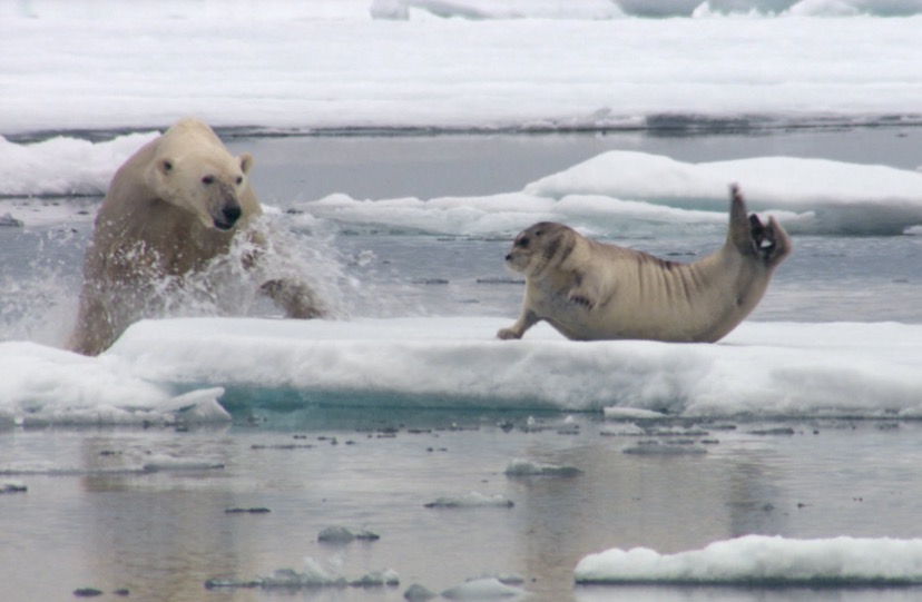 Why Do Polar Bears Cry?