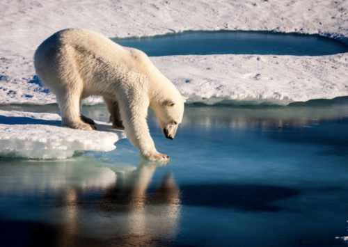 polar bear sea ice melt
