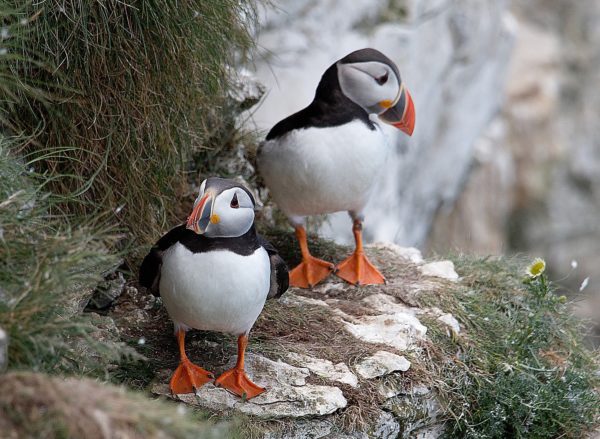 puffins birds cliffs