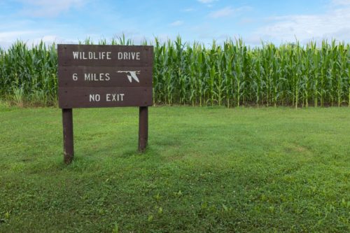 Sequoyah National Wildlife Refuge Corn