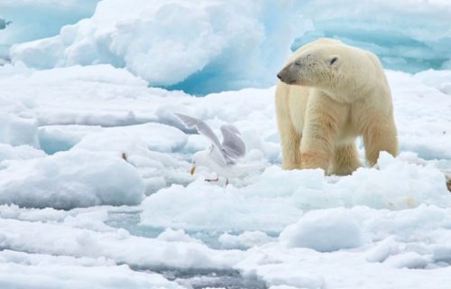 arctic polar bear ice