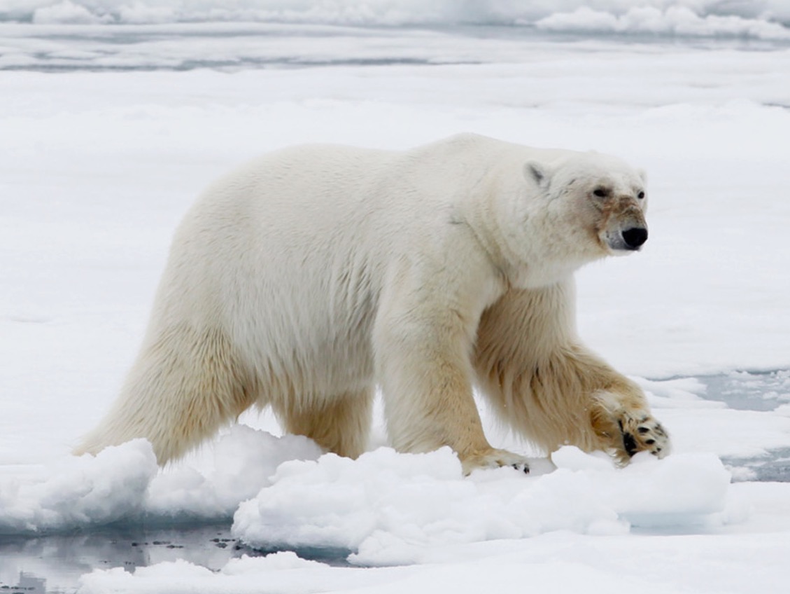 Why Experts Keep Low-Balling Polar Bear Populations