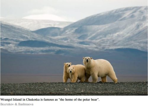 wrangel island polar bear with cubs