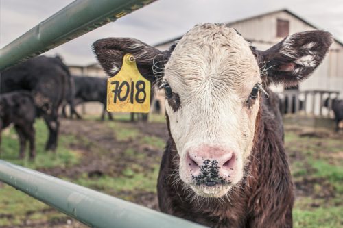 cows livestock beef meat