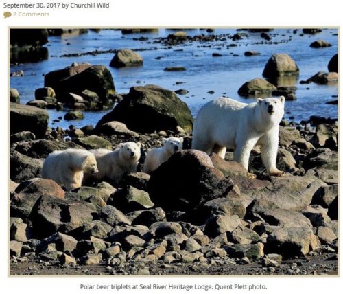 polar bear triplet litter