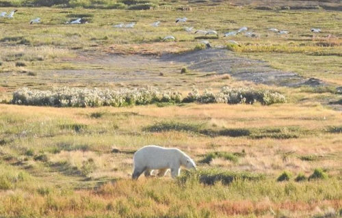 Near Arviat, north of Churchill on Western Hudson Bay, August 2018.