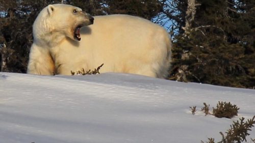 Gulf Polar bear