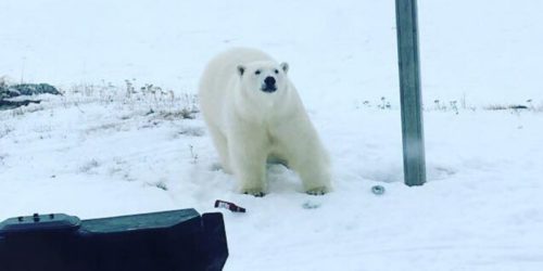 Newfoundland polar bear at Great Brehat, 12 March 2018.