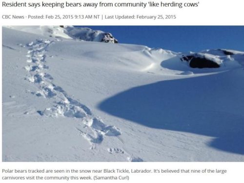 polar bear tracks