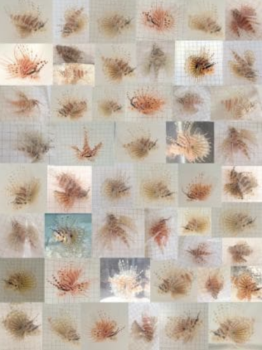 montage lion fish
