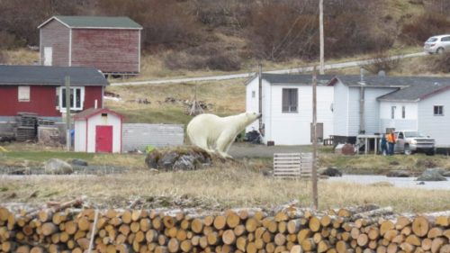 Newfoundland bear on Northern Peninsula, 10 June 2018.