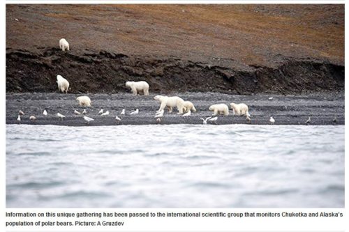 Fat Chukchi Sea polar bears drawn to a whale carcass on Wrangel Island, September 2017