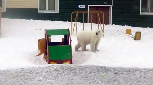 Belushya Guba polar bear yard