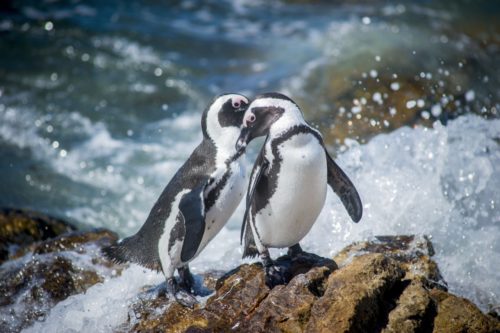 African penguins