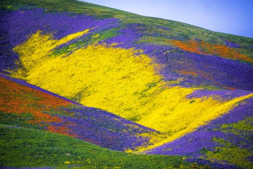 california super bloom 2019