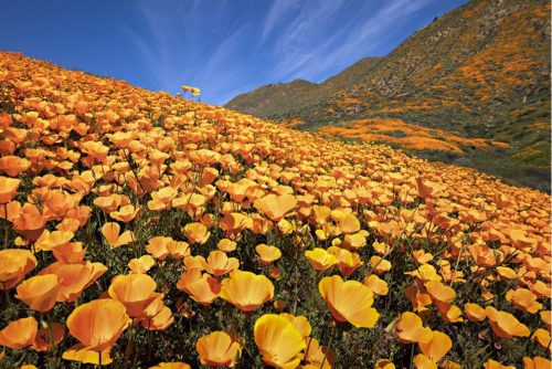 california super bloom