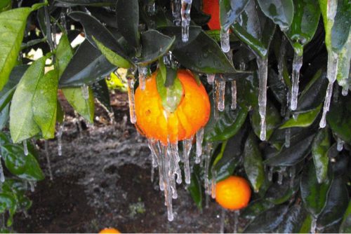 orange tree frozen