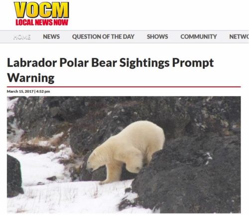 vocm labrador bear warning