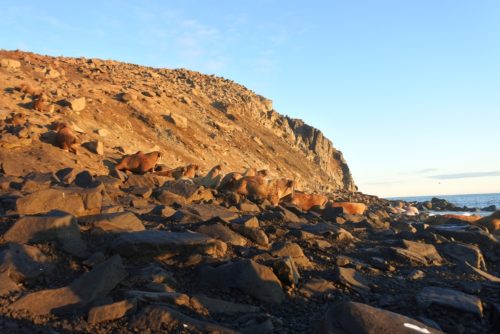 descent of walruses from cliffs