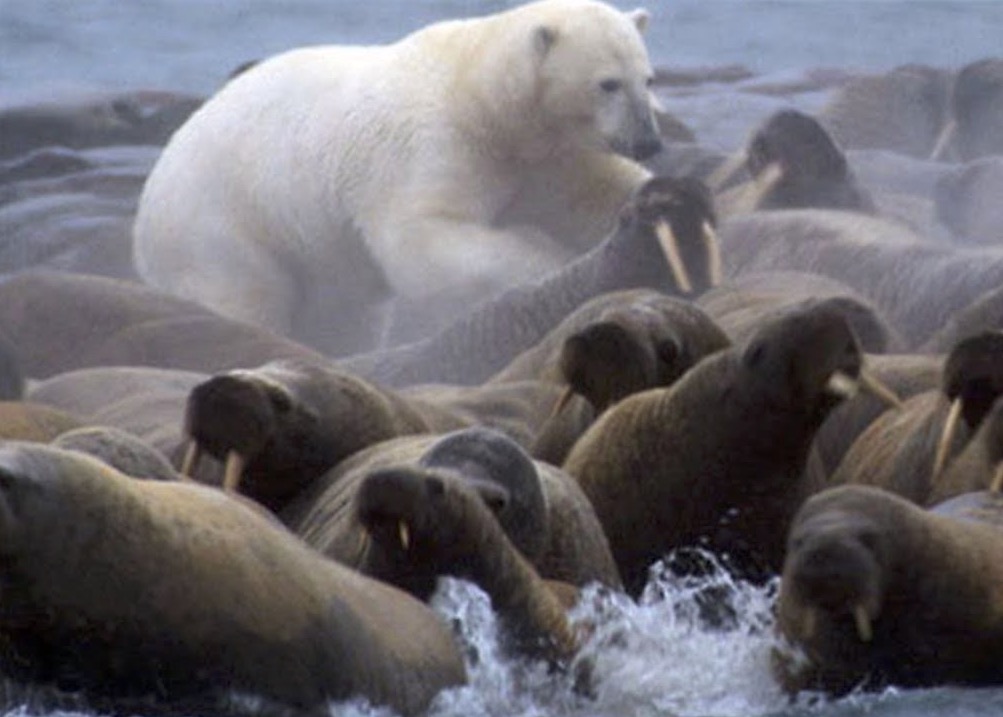 Official Reason For Walrus Cliff Deaths Unravels