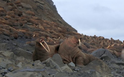 walrus dying