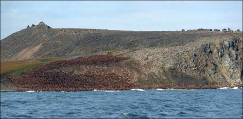 walruses cape kozhevnikov