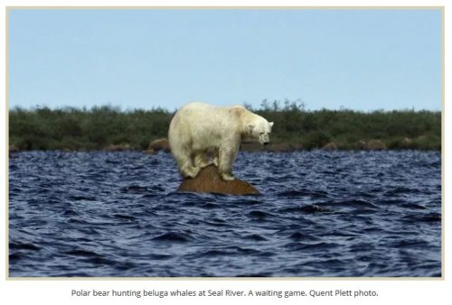 polar bear hunting beluga