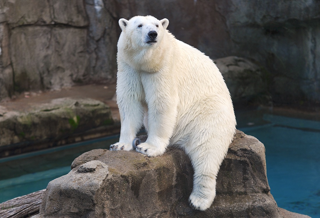 Zoos Misleading The Public About Polar Bears Climate Change Dispatch