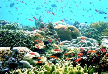 coral great barrier reef