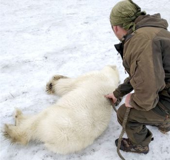 norilsk polar bear