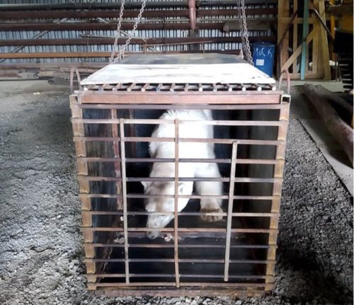 norilsk polar bear caught