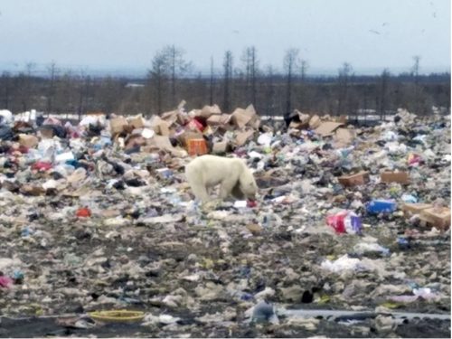 norilsk polar bear trash heap