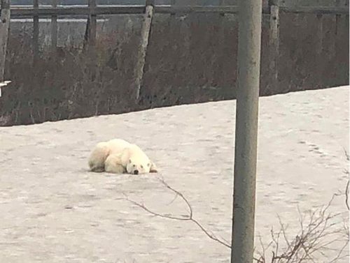 siberian polar bear norilsk