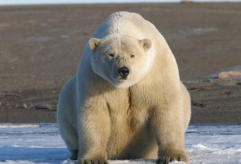 polar bear