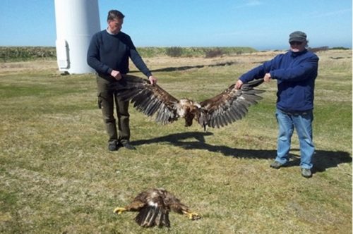 minced eagle wind turbine