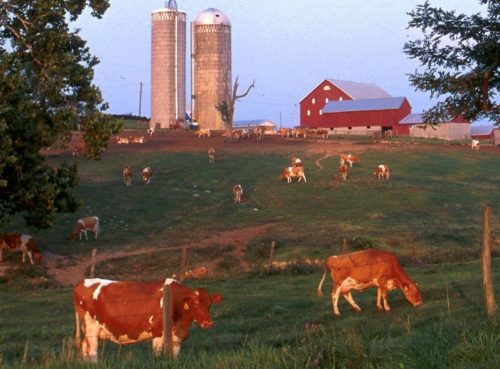 dairy farm cows