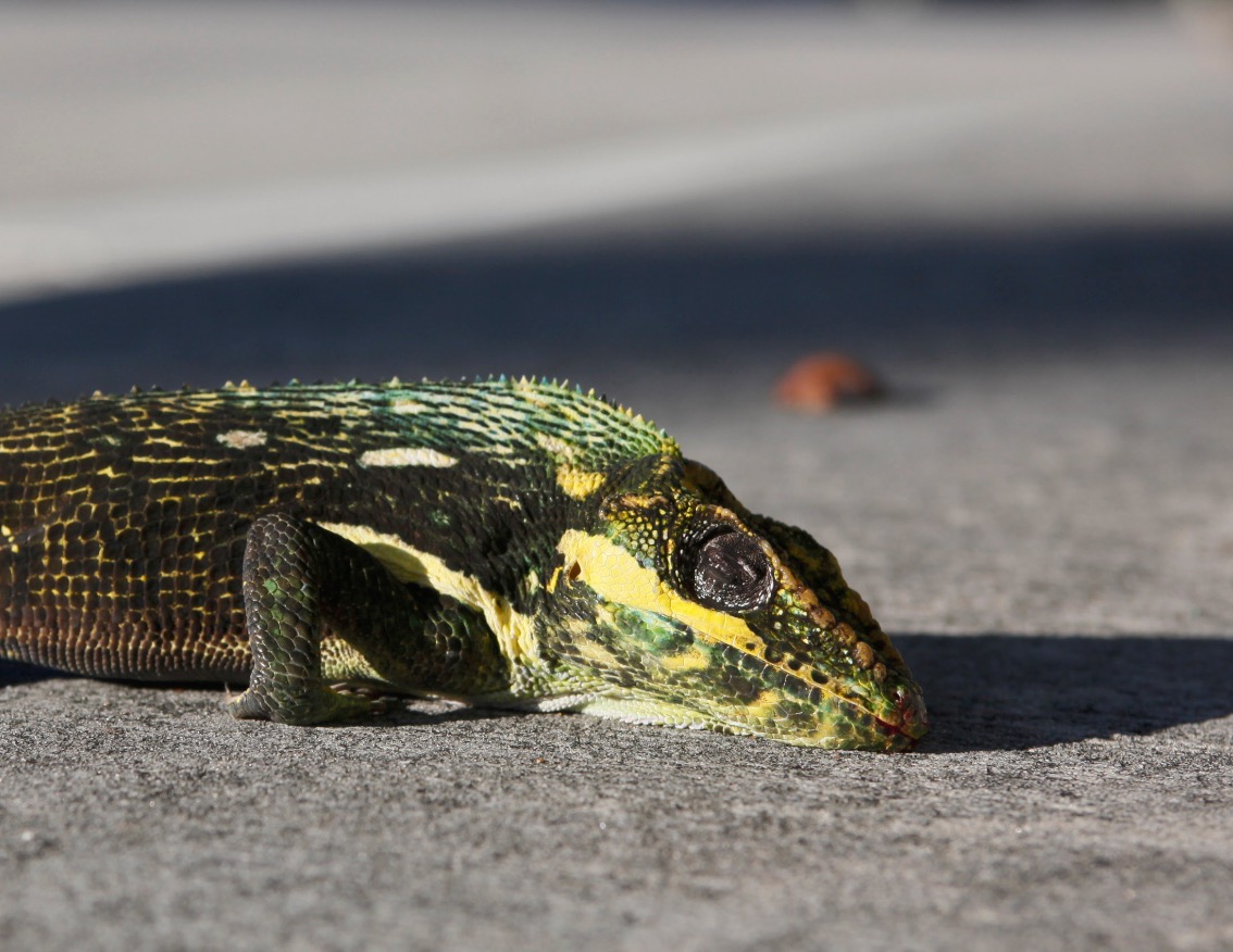 Florida Freeze Forces NWS To Issue 'Falling Iguana' Warning | Climate Dispatch1134 x 876