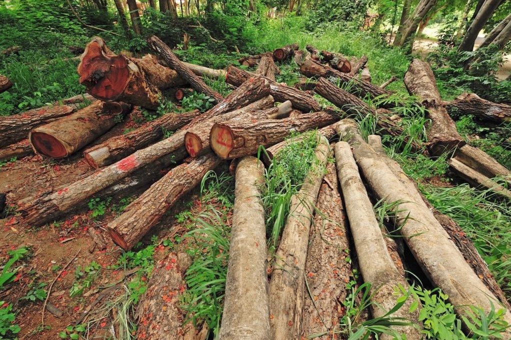 How Does Deforestation Affect Land Pollution