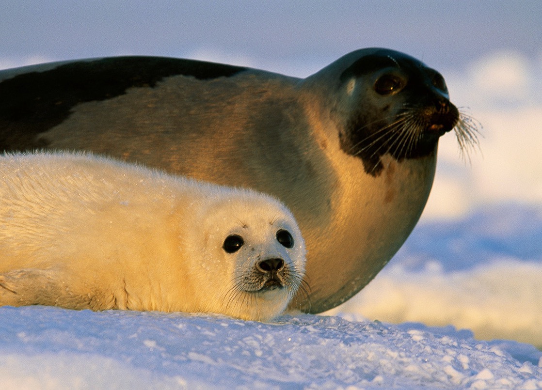 Report: Harp Seal Population Increasing; Critical Food For Polar Bears