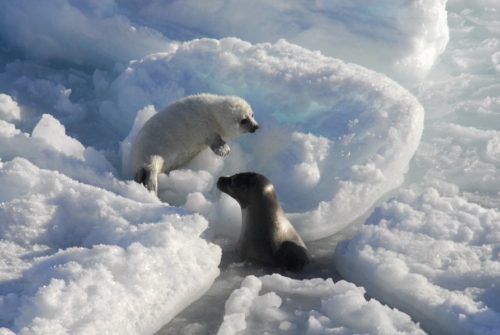 harp seal pup