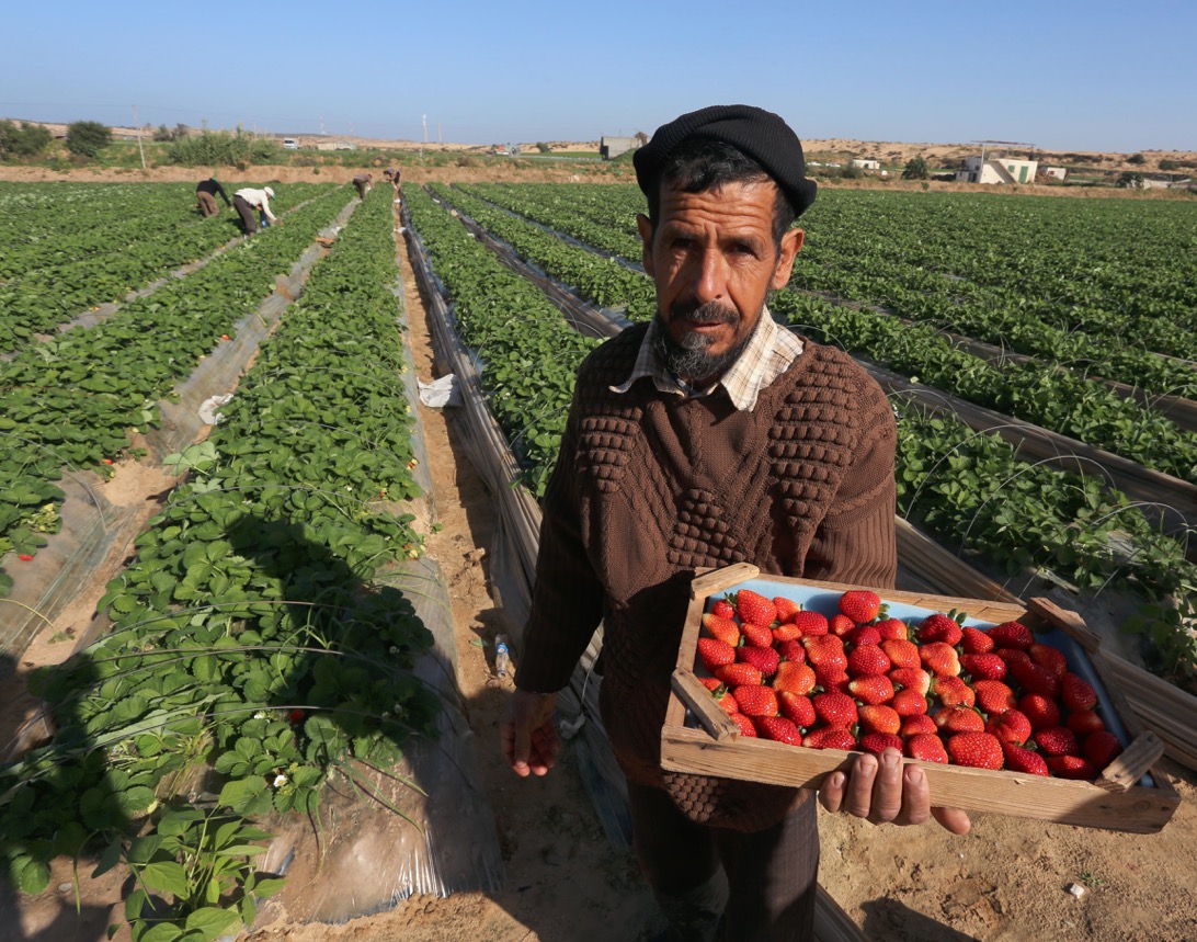 google-boosts-world-bank-s-false-claim-that-middle-east-crops-are-at-risk