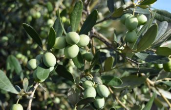 olive oil plant