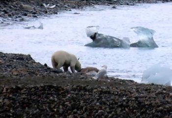 polar bear eats reindeer