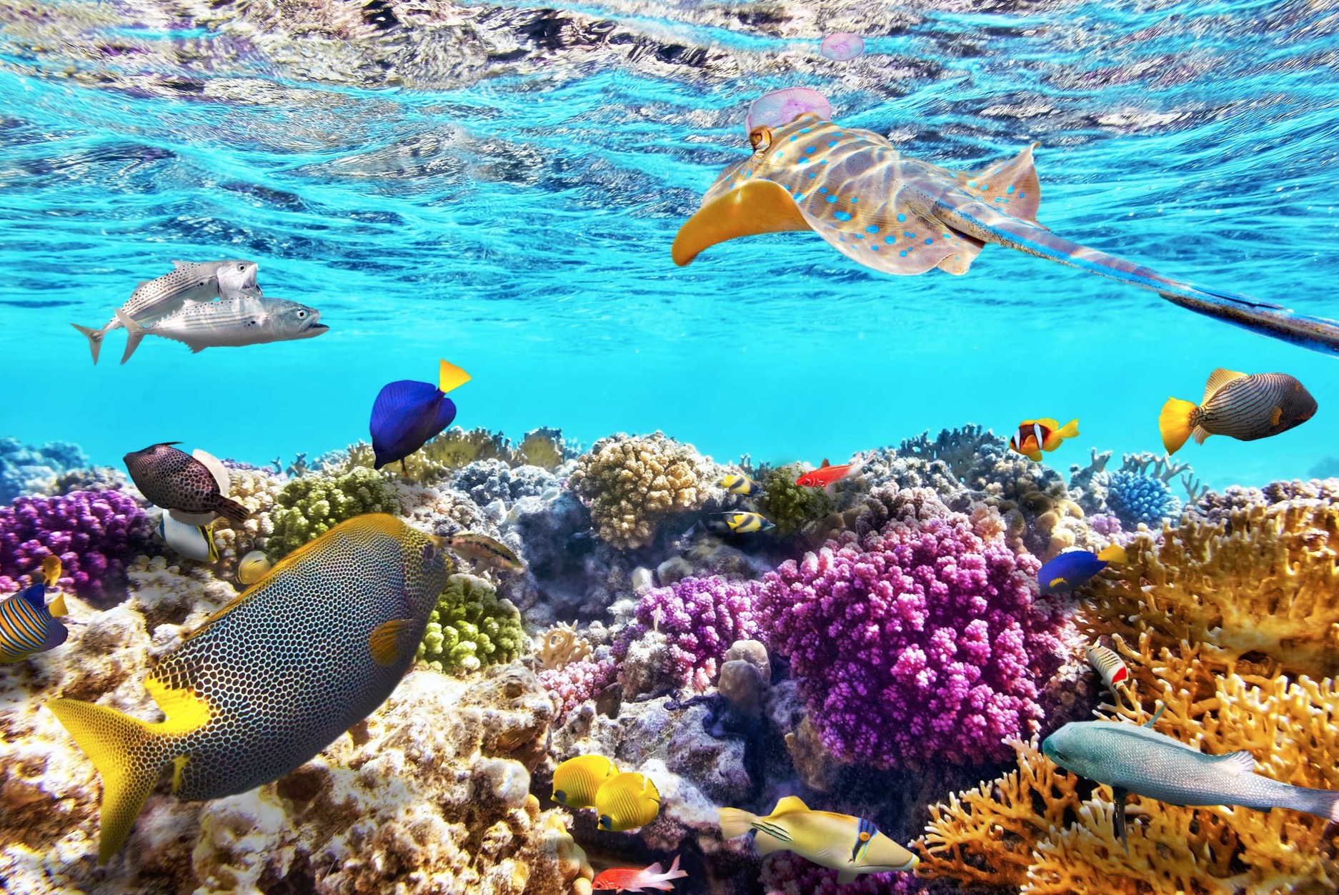New Study Confirms Coral Reefs Are Adapting To Warmer Waters - Climate ...