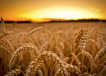 wheat field