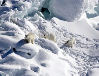 se greenland polar bears