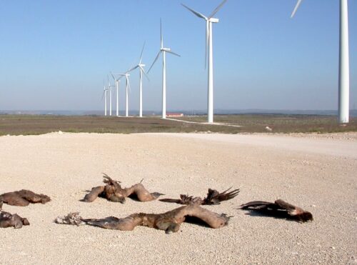 Wind farm bird kills