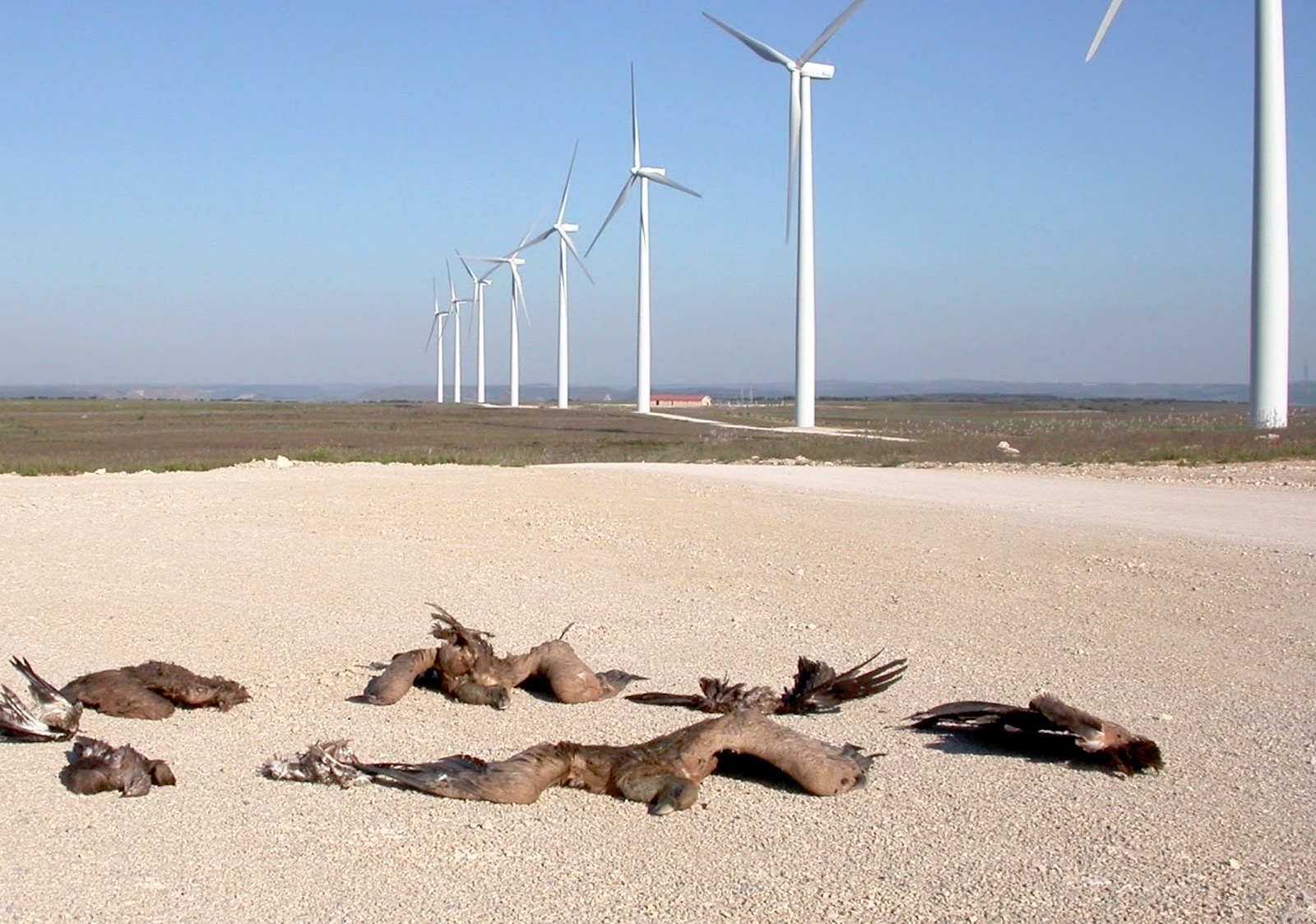 the-sinister-truth-about-bird-killing-wind-farms-climate-change